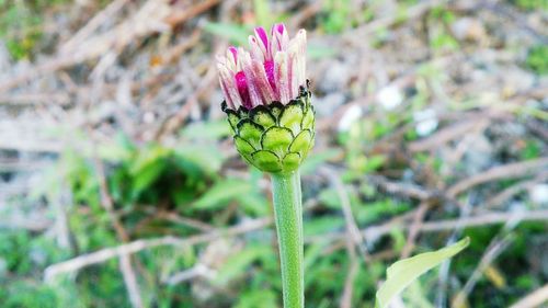 Close-up of pink flower