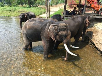 High angle view of elephants in lake