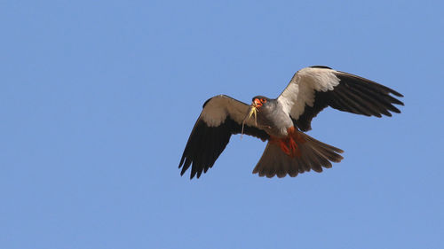 Low angle view of eagle flying against clear blue sky