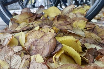 Close-up of yellow leaves