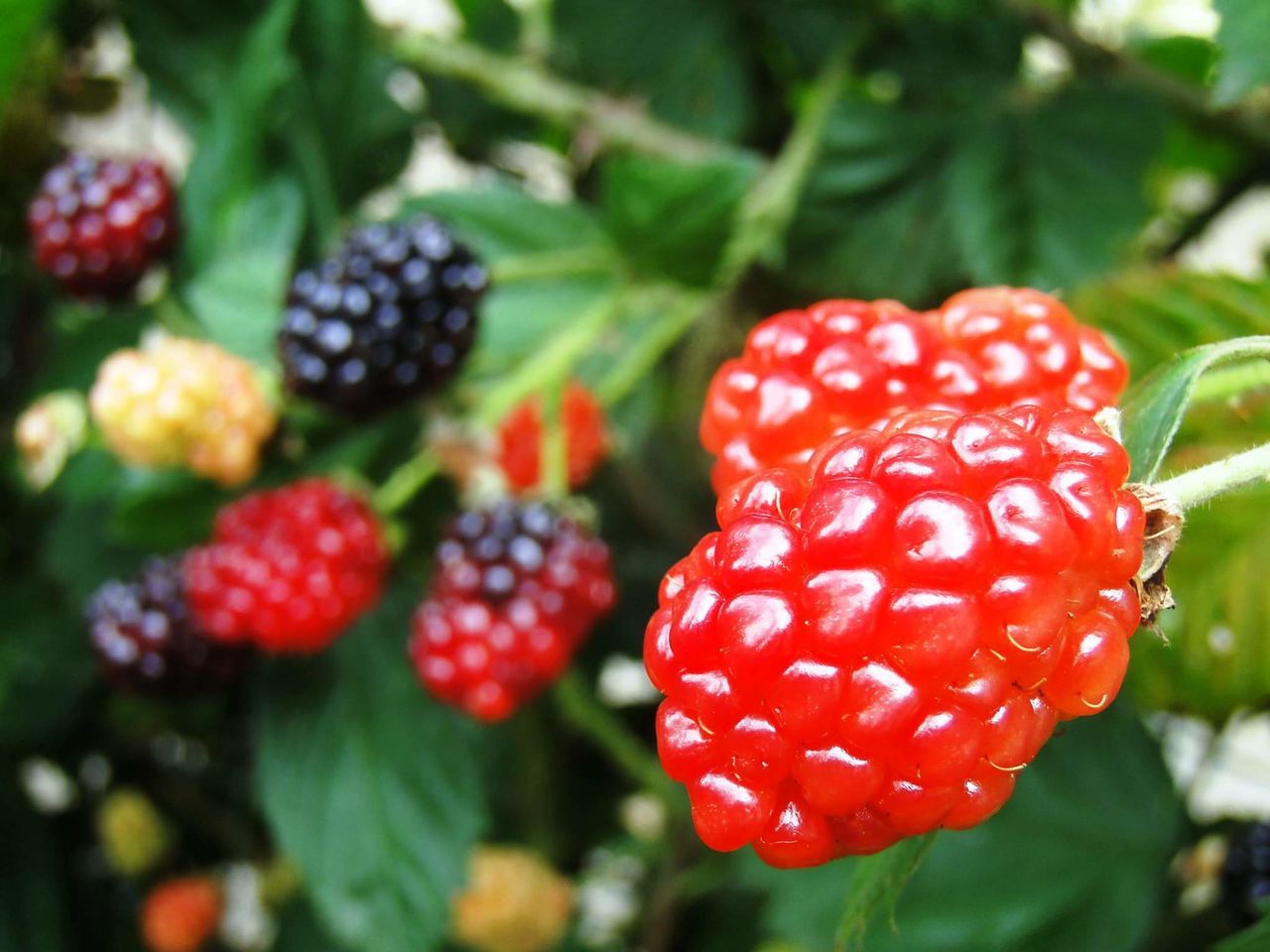 CLOSE-UP OF STRAWBERRIES GROWING ON TREE
