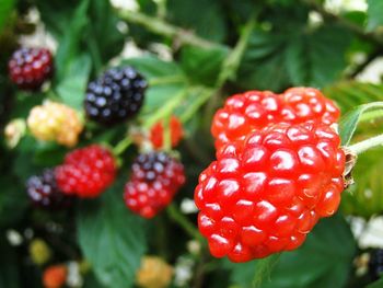 Close-up of raspberries growing on plant