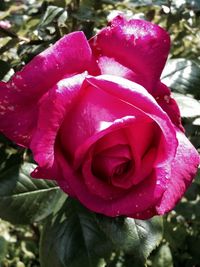 Close-up of pink rose