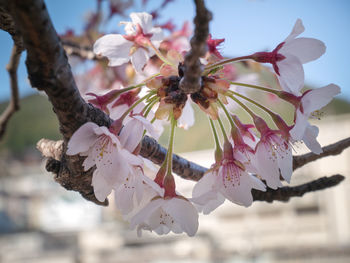 Close-up of cherry blossom tree