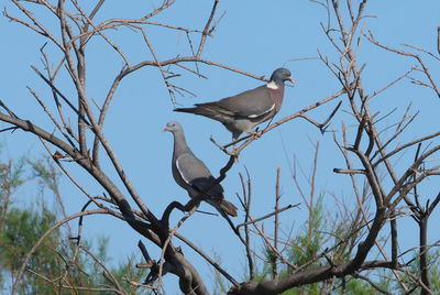 Low angle view of bird perching on tree