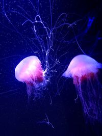 Close-up of jellyfish swimming in sea