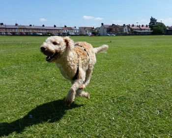 Dog in a field