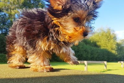 Portrait of a dog looking away