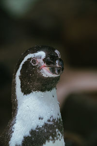 Close-up portrait of a bird