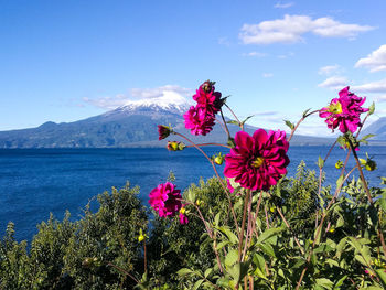 Pink flowers blooming against sky