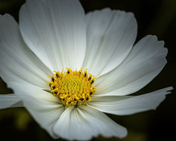 Close-up of white flower