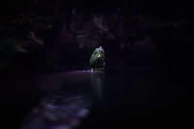 Close-up of duck swimming in lake at night