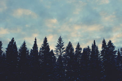 Pine trees in forest against sky