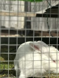 Close-up of cat in cage at zoo