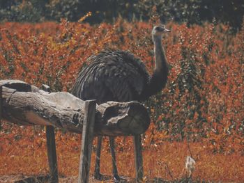 Close-up of bird perching on branch