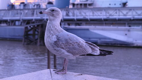 Close-up side view of seagull perching by sea during sunset