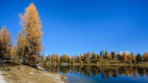 Reflection of trees in lake against clear blue sky