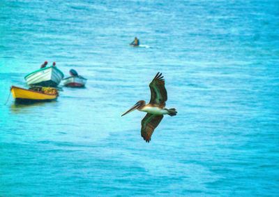 Bird flying over sea