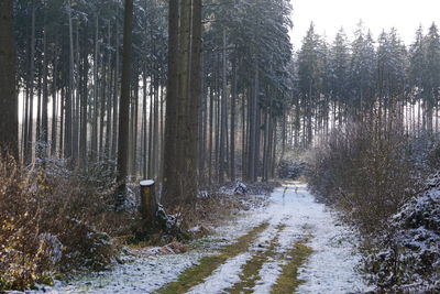 Trees in forest during winter