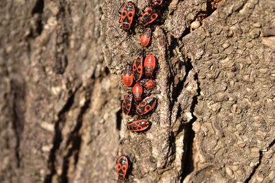 Close-up of caterpillar on tree trunk