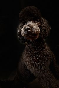 Close-up of a dog over black background