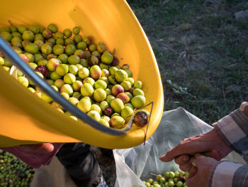 High angle view of people holding fruits