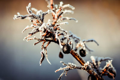 Close-up of frozen plant