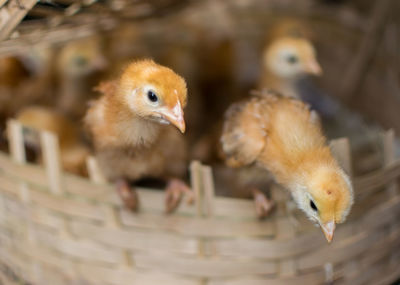 Close-up of baby chickens in basket