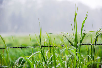Close-up of fresh grass in field against sky