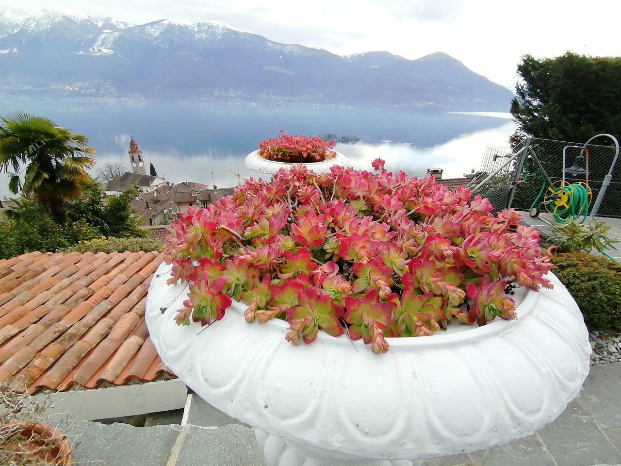 CLOSE-UP OF PINK FLOWERING PLANT BY SEA