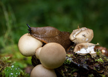 Close-up of mushrooms growing on field