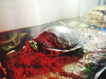 High angle view of shell on rock