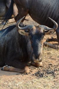 High angle view of domestic animals sitting on field