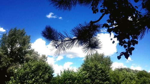 Low angle view of trees against blue sky