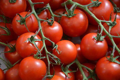 Close-up of tomatoes