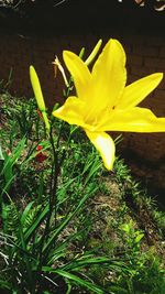 Close-up of yellow day lily blooming outdoors