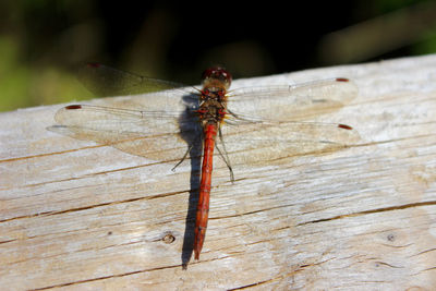 Close-up of dragonfly on wooden surface