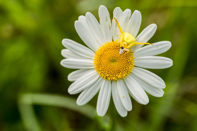 Close-up of insect on flower