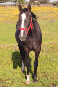 Horse standing in a field