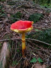 Close-up of mushroom growing on field