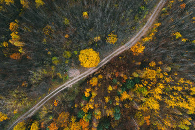 Yellow autumn leaves on road