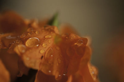 Close-up of wet flower