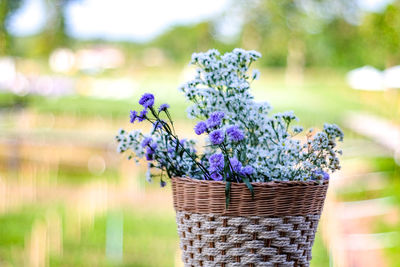 Close-up of flowering plant in basket