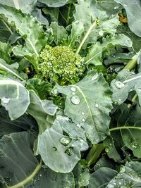 Close-up of water drops on leaves