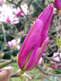 Close-up of pink flowers