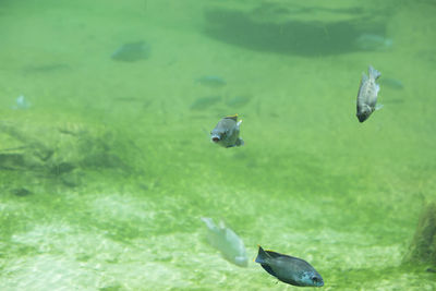 View of fish swimming in sea