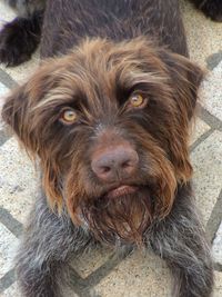 Close-up high angle portrait of a dog