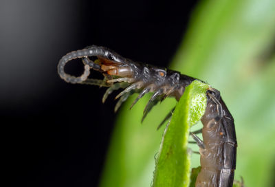 Close-up of insect on leaf