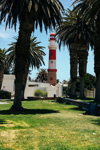 Palm trees against sky