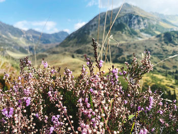 Purple flowering plants against sky